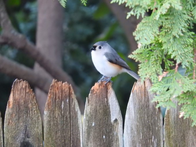 Original photograph of the Tufted Titmouse by Ioannis Moutsatsos