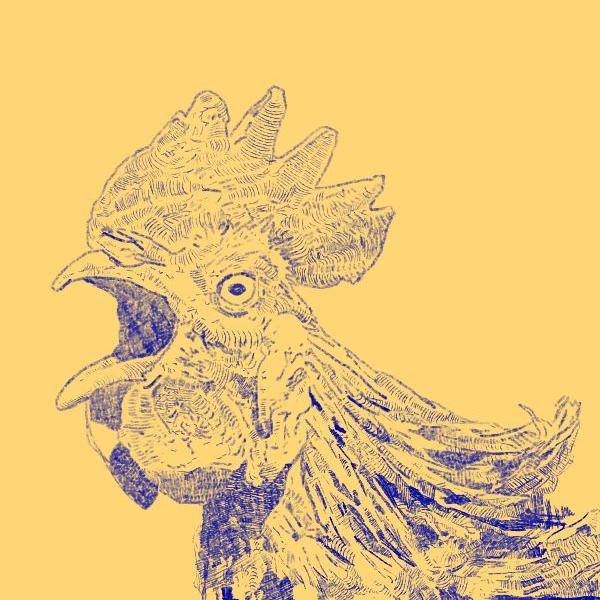 Rooster bird. Fine liner, Krita.