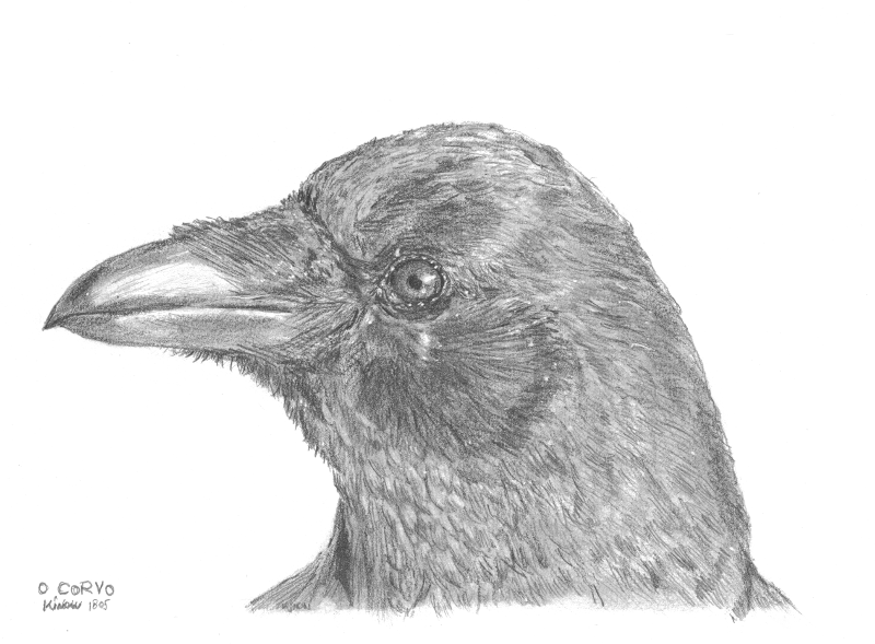 Crow. 2B mechanical pencil, 2B, 6B graphite.