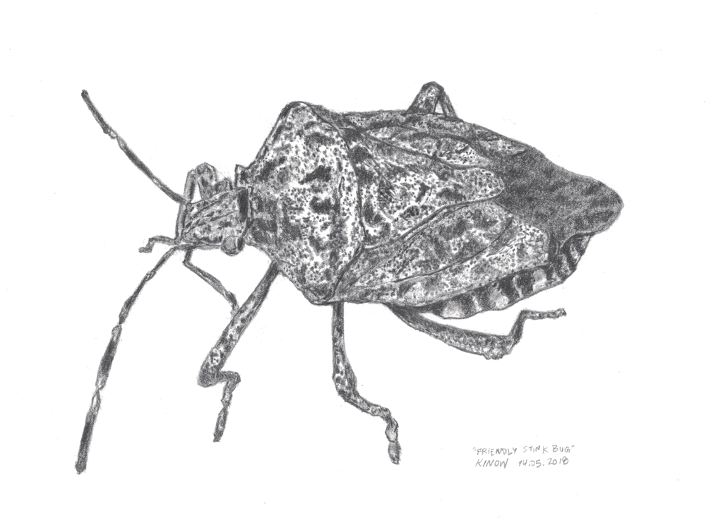 Stink bug. 2B mechanical pencil, 2B, 6B graphite.